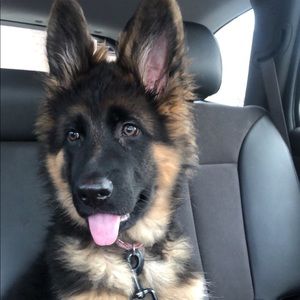 Meet your Posher, Ashlee